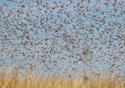 فرق فاو تكافح انتشار الجراد بالمحافظات