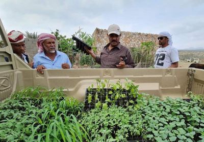 الإمارات تدعم مزارعي سقطرى بـ5 آلاف شتلة مجانًا (صور)