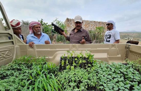 الإمارات تدعم مزارعي سقطرى بـ5 آلاف شتلة مجانًا (صور)