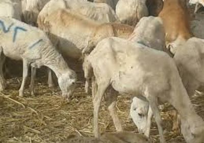 مخاوف على الثروة الحيوانية من عدوى قاتلة برضوم