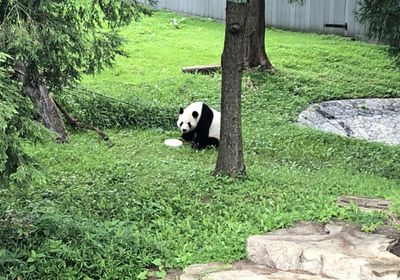 "معجزة صغيرة صينية" في حديقة حيوان أمريكية