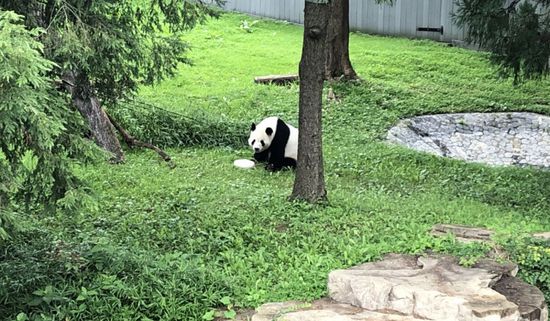 "معجزة صغيرة صينية" في حديقة حيوان أمريكية