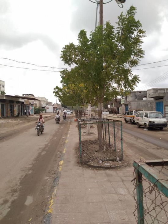 بالصور.. نشر أحواض لحماية أشجار الزينة بجعار