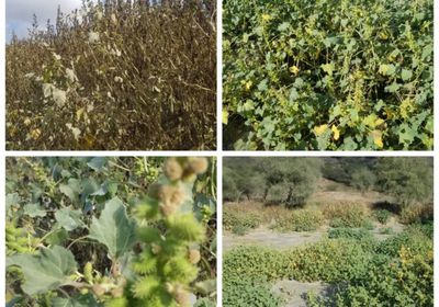 نبتة خبيثة تنذر بكارثة بيئية في يافع