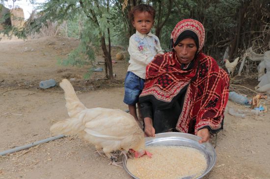 فاو تدعو إلى دعم الأسر باليمن اقتصاديًا 