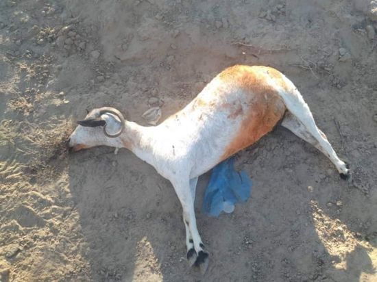 مرض غريب يقتل مئات الأغنام بشبوة
