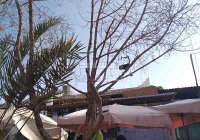 التعديات تُهدد أشجار الزينة في جعار (صور)