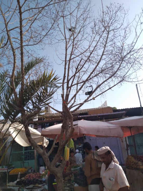 التعديات تُهدد أشجار الزينة في جعار (صور)