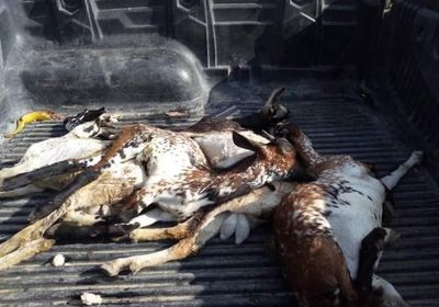 مرض غامض يواصل قتل الماشية برضوم