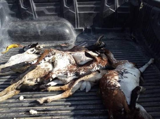 مرض غامض يواصل قتل الماشية برضوم