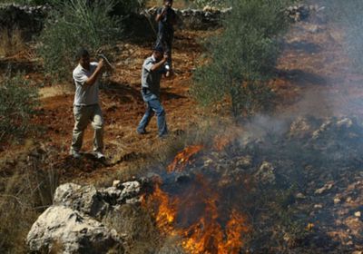 مستوطنون إسرائيليون يحرقون أشجار زيتون معمرة في خلة الضبع