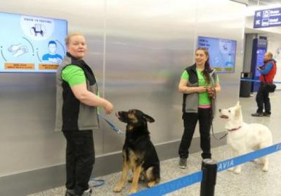السلطات النمساوية تلجأ إلى الكلاب لتحديد مصابي كورونا