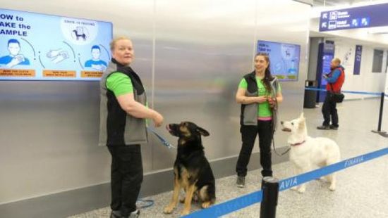 السلطات النمساوية تلجأ إلى الكلاب لتحديد مصابي كورونا