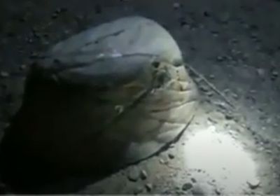 شاهد.. إبطال مفعول عبوة ناسفة حوثية بالدريهمي