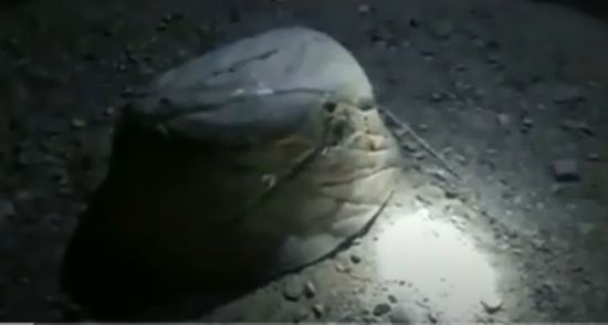 شاهد.. إبطال مفعول عبوة ناسفة حوثية بالدريهمي