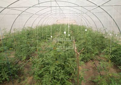 "الكود" يتوصل إلى صنف جديد للطماطم مقاوم للآفات