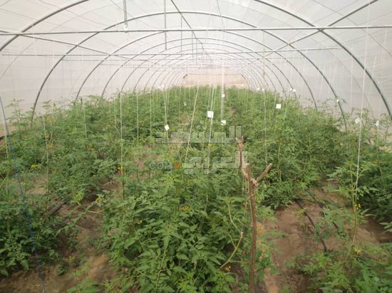 "الكود" يتوصل إلى صنف جديد للطماطم مقاوم للآفات