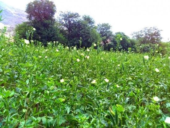 الإنتاج الزراعي في ردفان يحقق طفرة بدعم المنظمات