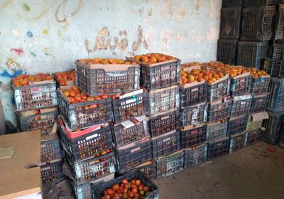 وفرة محصول الطماطم في أبين تنعكس على الأسعار