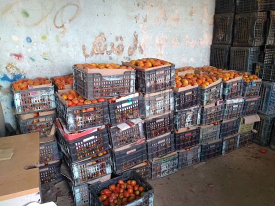 وفرة محصول الطماطم في أبين تنعكس على الأسعار