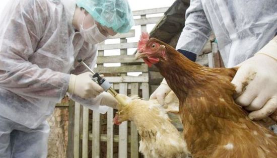 الزراعة الفرنسية تسجل 197 حالة تفشي لفيروس إنفلونزا الطيور