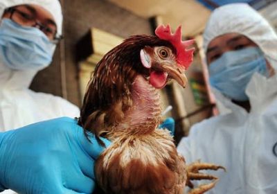  اليابان تقرر إعدام 5.8 مليون دجاجة بسبب أنفلونزا الطيور