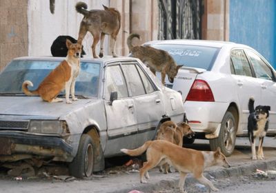 تزايد هجمات الكلاب الضالة في مدينة الشحر