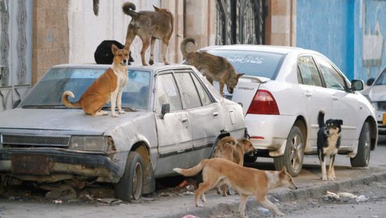 تزايد هجمات الكلاب الضالة في مدينة الشحر