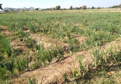 نجاح تجربة المرشدات الزراعيات بالحقول الإيضاحية في أبين