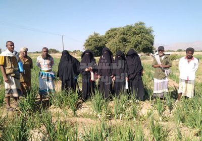 الحقول الإيضاحية تعزز خبرات 500 مزارع بأبين