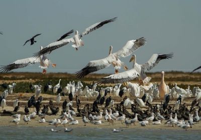  إغلاق محمية طبيعية في موريتانيا بسبب أنفلونزا الطيور