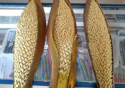 بدء موسم تلقيح النخيل في شبوة