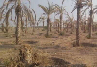  الزراعة في اليمن.. أرضٌ أحرقها إرهاب المليشيات