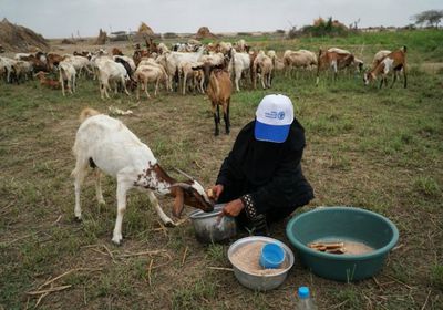 فاو تدعم قرابة 74 ألف شخص بعدة محافظات
