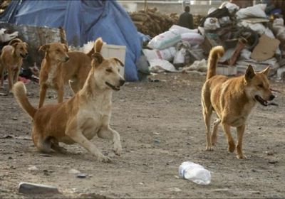 الكلاب في مناطق الحوثي.. افتراسٌ تهمله سلطة المليشيات
