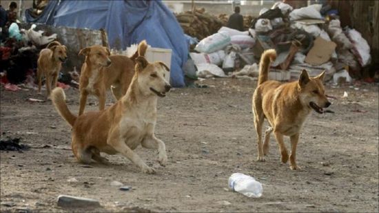 الكلاب في مناطق الحوثي.. افتراسٌ تهمله سلطة المليشيات