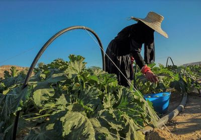 "الإنمائي" يدعم 6 آلاف عامل ومزارع في عام
