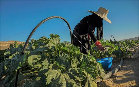 "الإنمائي" يدعم 6 آلاف عامل ومزارع في عام