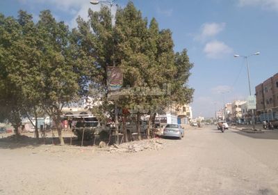 أشجار الزينة بلا رعاية في شوارع جعار