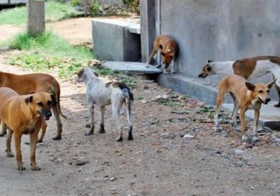 كلاب مسعورة تعقر 4 مواطنين في تبن