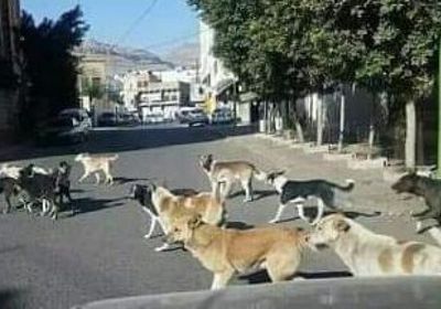 انتشار الكلاب الضالة يؤرق حياة سكان إب