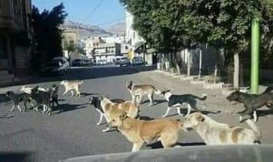 انتشار الكلاب الضالة يؤرق حياة سكان إب