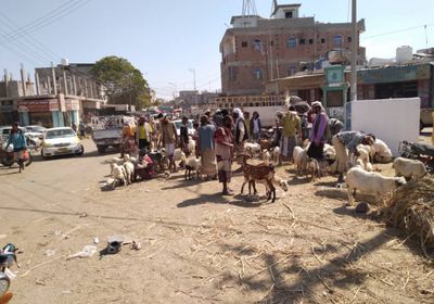 انتعاش حركة البيع بسوق الأغنام في زنجبار