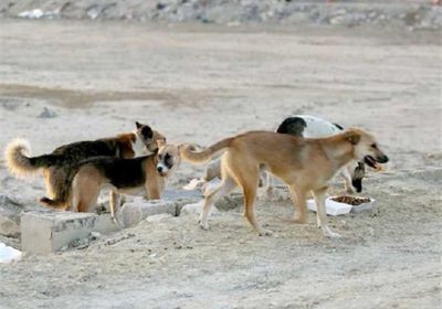كلاب تعقر الماشية في تبن.. ودعوات لحماية الأهالي