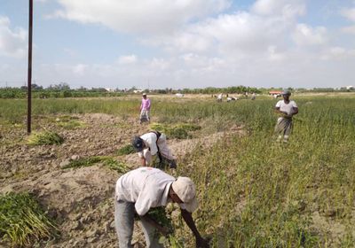 انطلاق موسم حصاد السمسم الشتوي في دلتا أبين