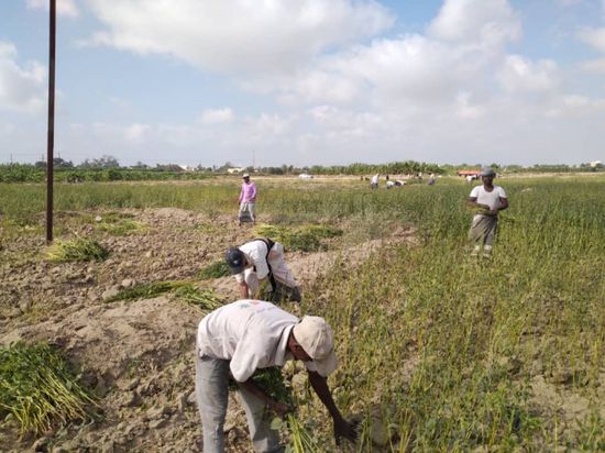 انطلاق موسم حصاد السمسم الشتوي في دلتا أبين