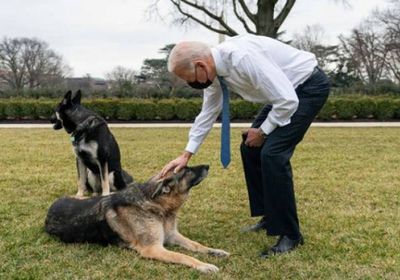 بعد عضه أحد أفراد الأمن.. بايدن يدافع عن كلبه 