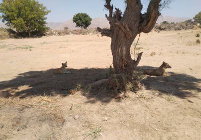 انتشار جيف الكلب في الرواء ودعوات لترصد بيطري