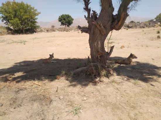 انتشار جيف الكلب في الرواء ودعوات لترصد بيطري