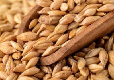 الجزائر تعتزم إعفاء الشعير والذرة من ضريبة القيمة المضافة